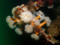   Image taken wreck Tapti off coast Coll Western Isles Scotland. Scotland  